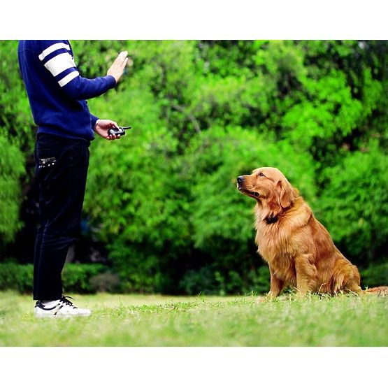 ELEKTRIČNA TRENIRKA ZA PSA pj-098