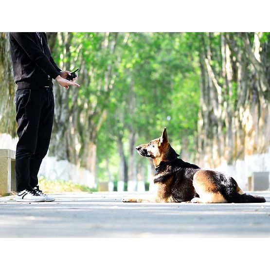 ELEKTRIČNA TRENIRKA ZA PSA pj-098