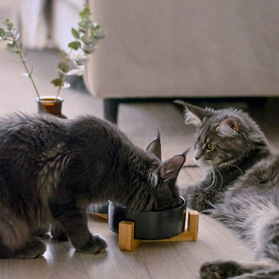 POSODA ZA HRANO IN VODO ZA ŽIVALI ČRNA 331579