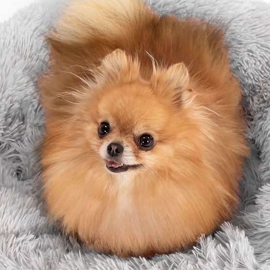 POSTELJA ZA PSA MAČKO PJ-014 SVETLO SIVA L