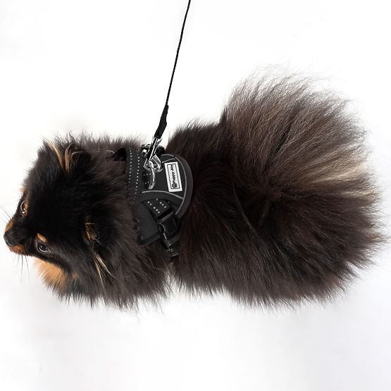 Povodec in oprsnica za psa PJ-047 črna XS