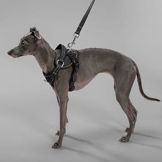 Povodec in oprsnica za psa PJ-051 črna S