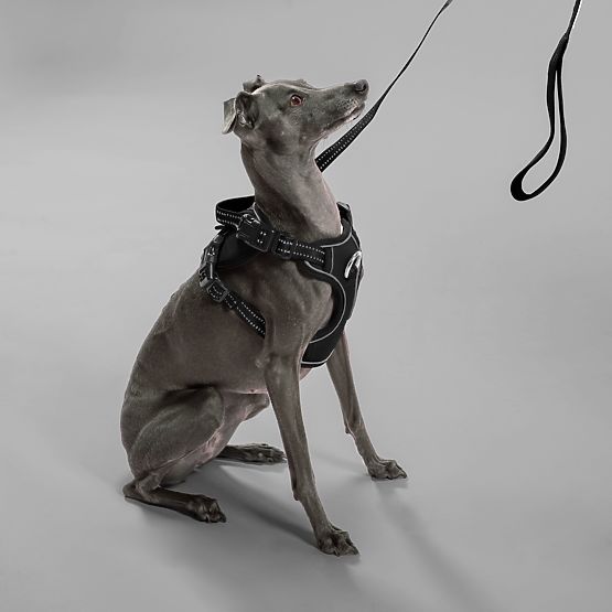 Povodec in oprsnica za psa PJ-055 črna M