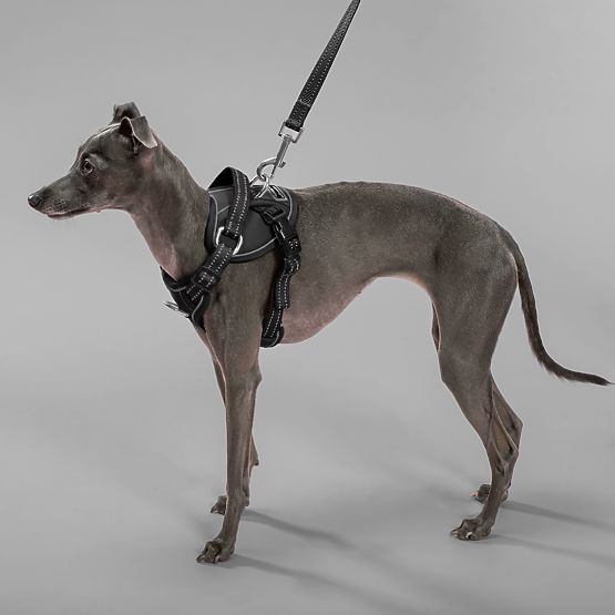 Povodec in oprsnica za psa PJ-055 črna M