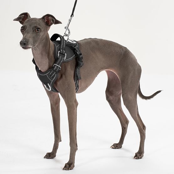 Povodec in oprsnica za psa PJ-055 črna M