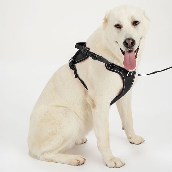 Povodec in oprsnica za psa PJ-059 črna L