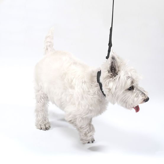 Povodec in ovratnica za psa PJ-067 črna S