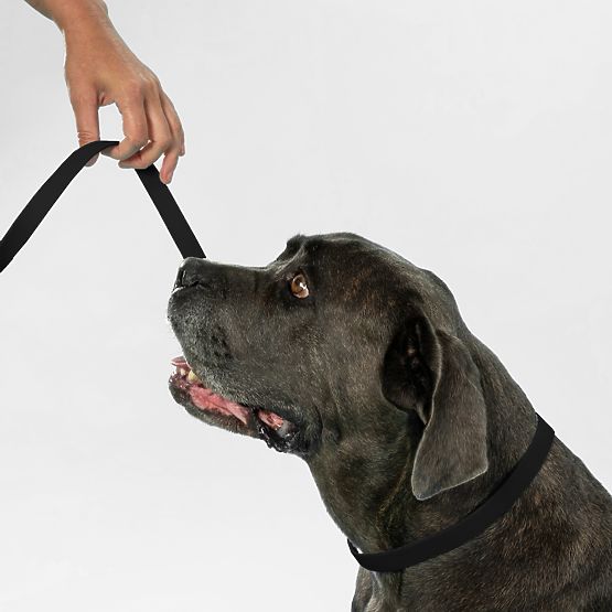 Povodec in ovratnica za psa PJ-067 črna S