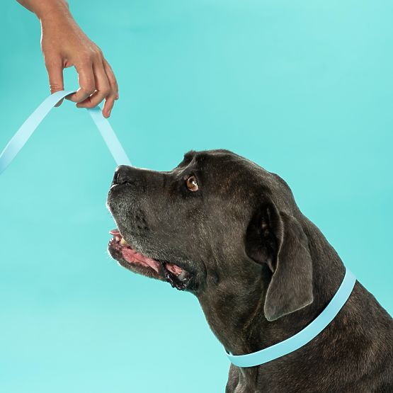 Povodec in ovratnica za psa PJ-070 modra S