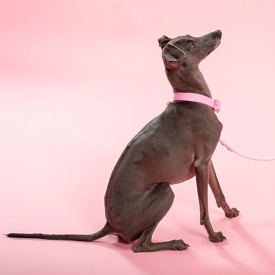 Povodec in ovratnica za psa PJ-072 roza M