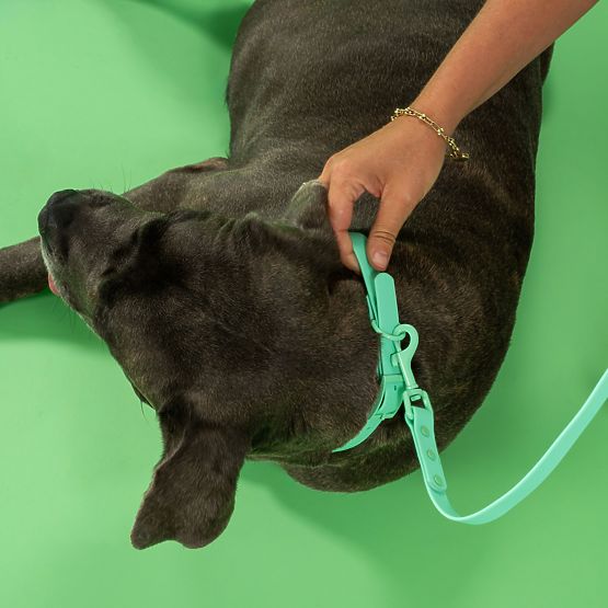 Povodec in ovratnica za psa PJ-073 zelena M