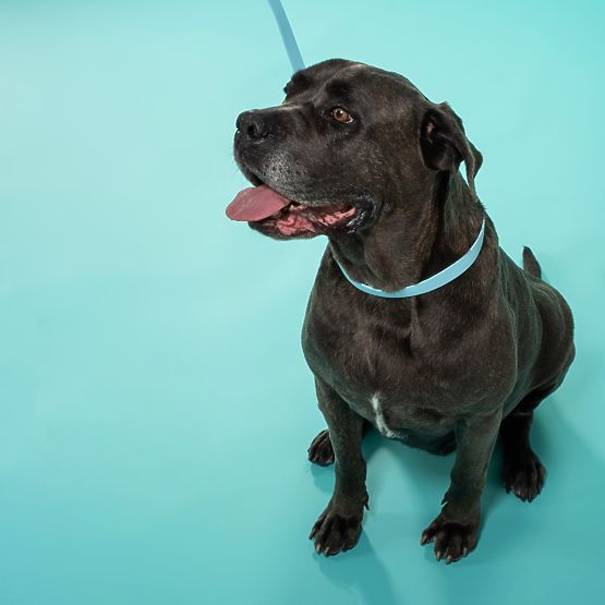 Povodec in ovratnica za psa PJ-074 modra M