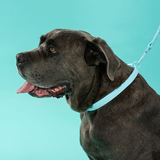 Povodec in ovratnica za psa PJ-074 modra M