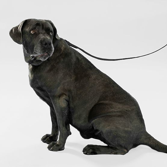 Povodec in ovratnica za psa PJ-075 črna L