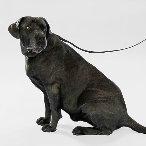 Povodec in ovratnica za psa PJ-075 črna L