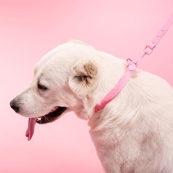Povodec in ovratnica za psa PJ-076 roza L