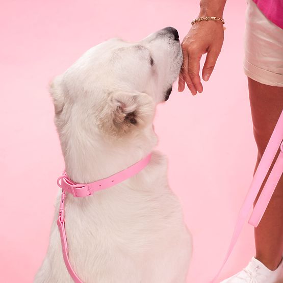Povodec in ovratnica za psa PJ-076 roza L