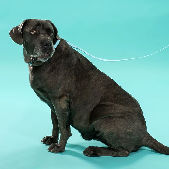 Povodec in ovratnica za psa PJ-078 modra L