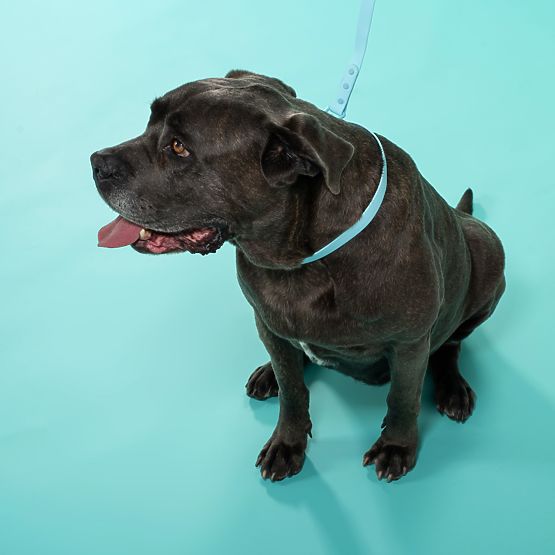 Povodec in ovratnica za psa PJ-078 modra L