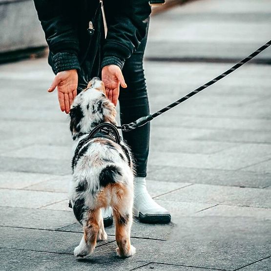 Refleksni povodec in ovratnica za psa PJ-035 rdeča