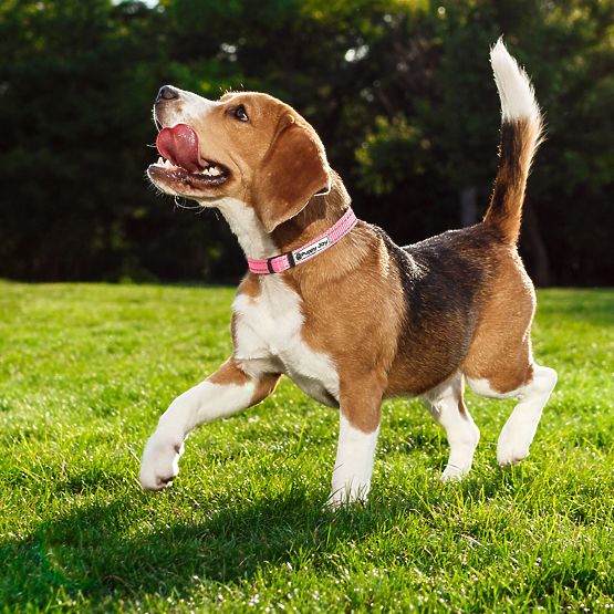 Refleksni povodec in ovratnica za psa PJ-036 Roza