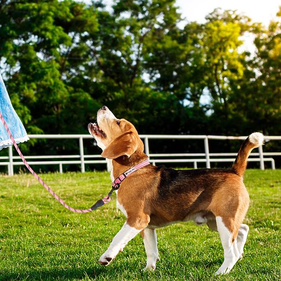 Refleksni povodec in ovratnica za psa PJ-036 Roza