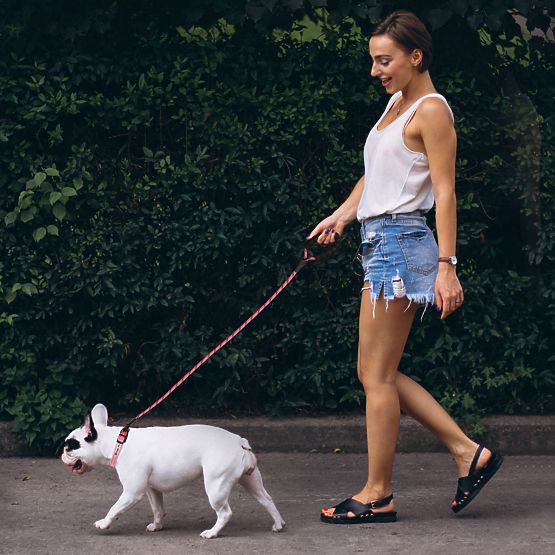 Refleksni povodec in ovratnica za psa PJ-036 Roza