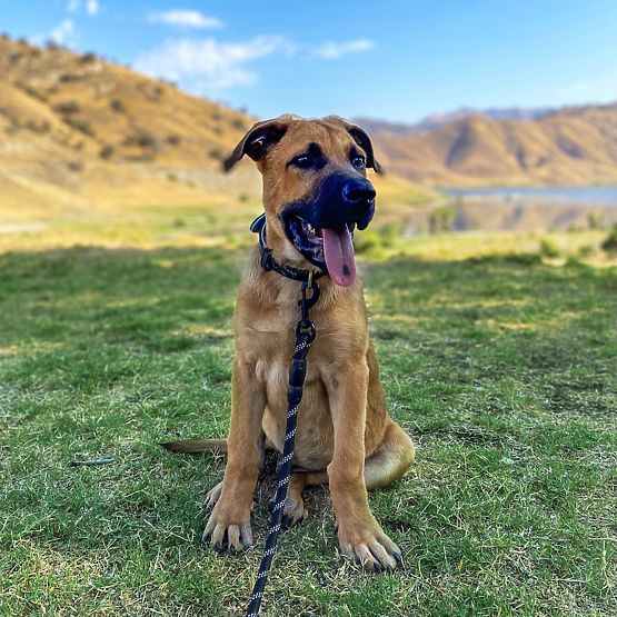 Refleksni povodec in ovratnica za psa PJ-091 črna