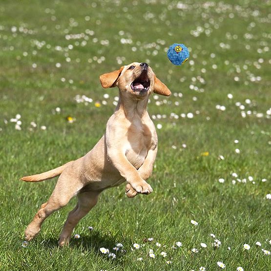 Set 10 igrač za pse BALTO vlečne igrače