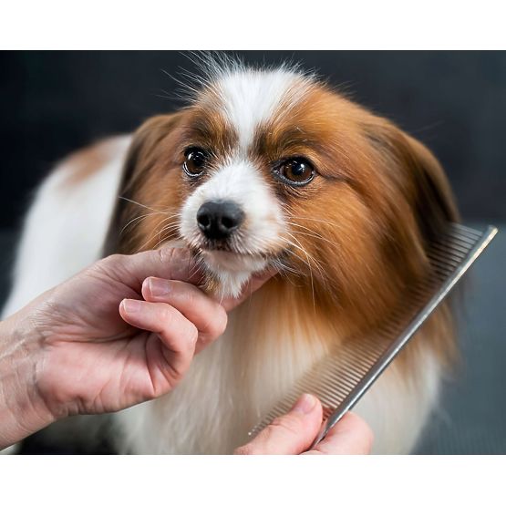 Set škarij za živali GROMMY za psa in mačko