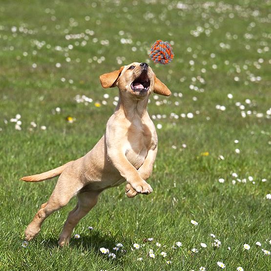 Set vlečnih igrač za pse SPANKY 5 kosov