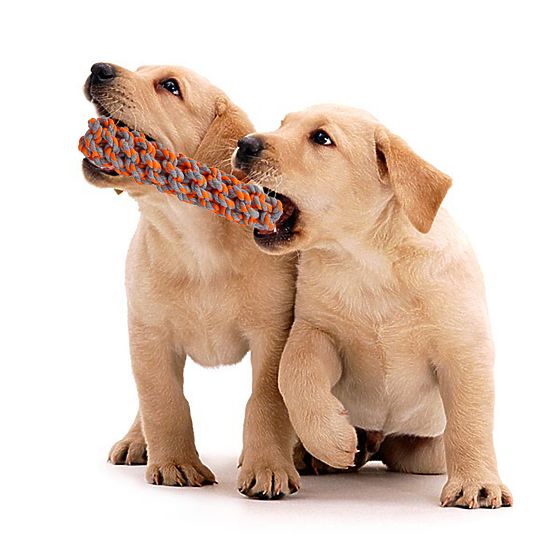 Set vlečnih igrač za pse SPANKY 5 kosov