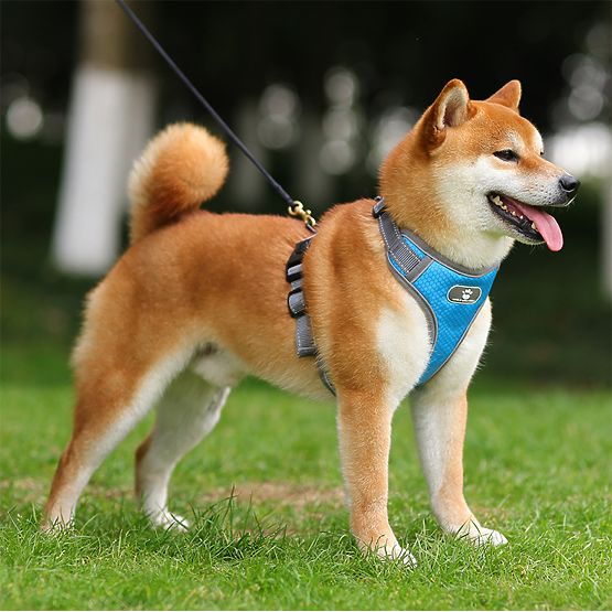 Treningni oprsnica za pse ASTRO modra velikost L