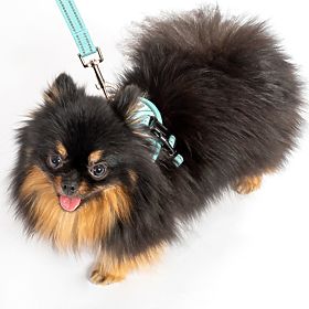 Povodec in oprsnica za psa PJ-050 modra XS, PuppyJoy