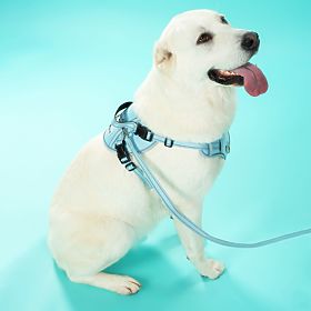 Povodec in oprsnica za psa PJ-066 modra XL, PuppyJoy