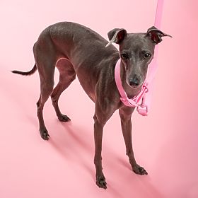 Povodec in ovratnica za psa PJ-072 roza M, PuppyJoy