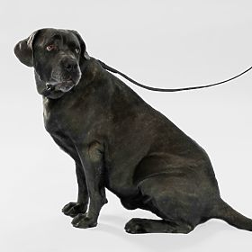 Povodec in ovratnica za psa PJ-075 črna L, PuppyJoy